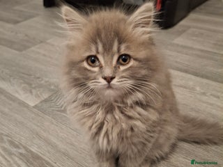 British Longhair cats 2 x beautiful BLH kittens for sale - Advert 8