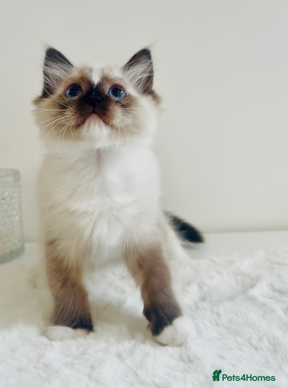 Ragdoll cats Full pedigree Champion line Ragdoll kittens ❤️😻 - Advert 11