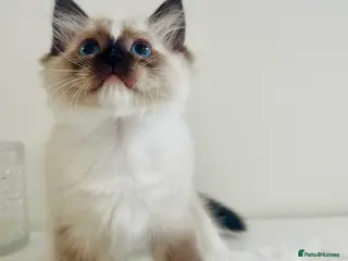 Ragdoll cats Full pedigree Champion line Ragdoll kittens ❤️😻 - Advert 11