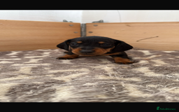 Dachshund dogs for sale: Little sausages  in Taunton - Image 2