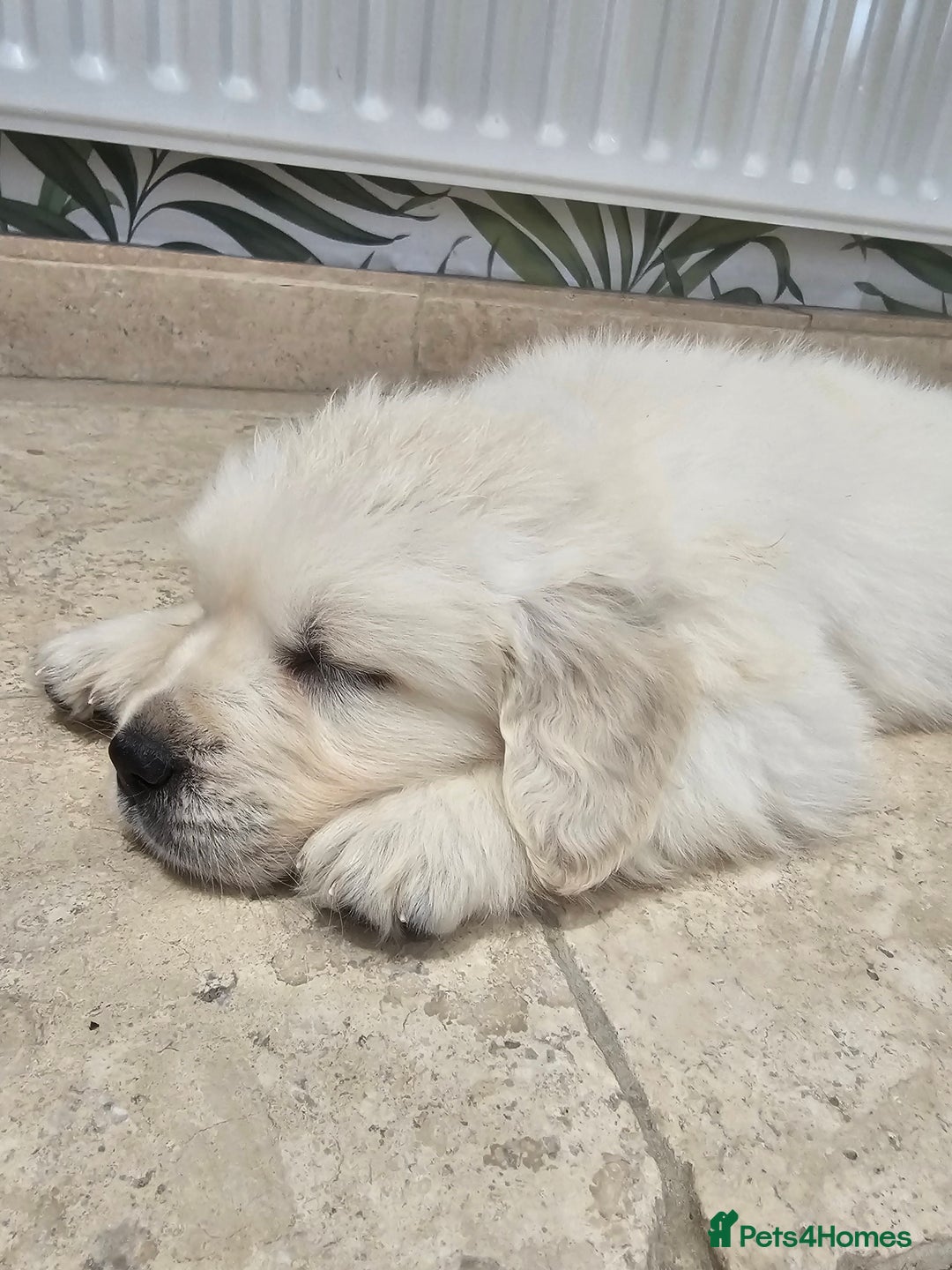 Golden Retriever dogs for sale: Extensively Health Tested English Cream Puppies - Advert 25