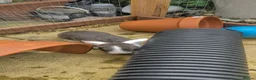 Mini Lop rabbits for sale: Mini Lop Rabbits - Advert 2