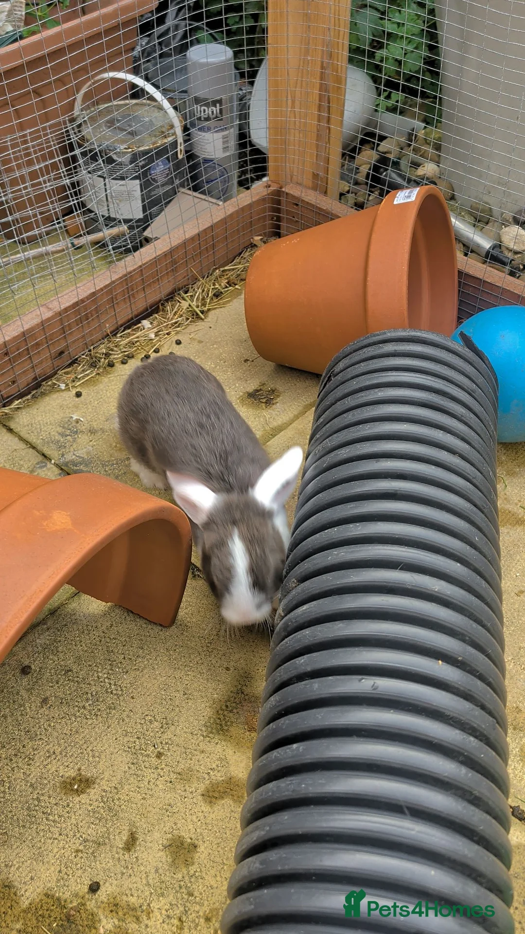 Mini Lop rabbits for sale: Mini Lop Rabbits - Advert 2
