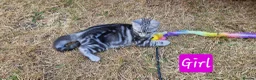 British Shorthair cats for sale: Lovely kittens - Advert 11