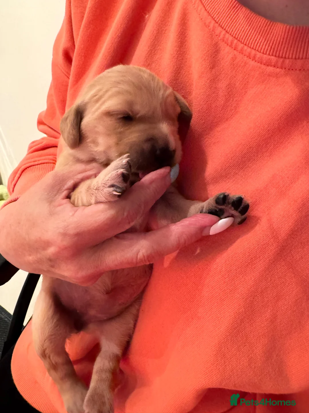 Golden Retriever dogs for sale: Golden Retriever puppies in Mansfield - Advert 2