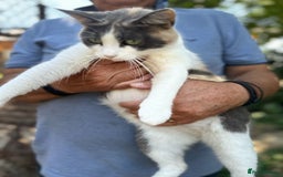 Mixed Breed cats for adoption: TRICKY - a Superb little Cat for a Loving Home - Image 8