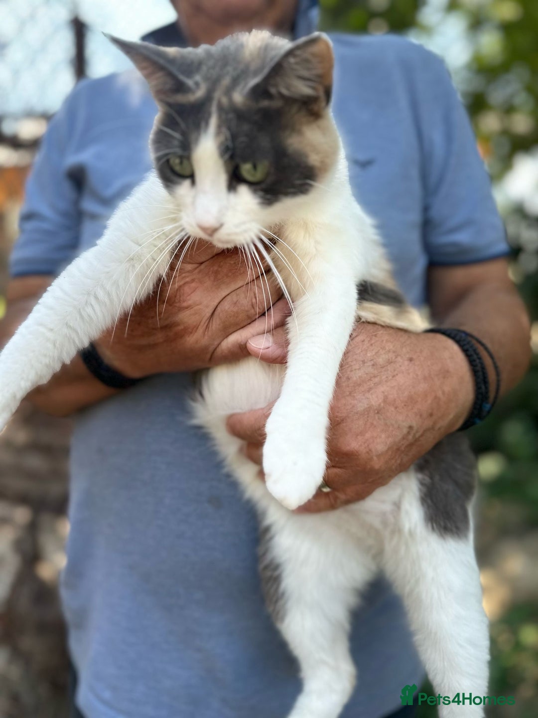 Mixed Breed cats for adoption: TRICKY - a Superb little Cat for a Loving Home - Image 8