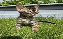 Bengal cats for sale: Bengal Kittens For Sale (Ready To Go - 1 left) - Image 3