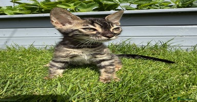Bengal cats - Advert 3