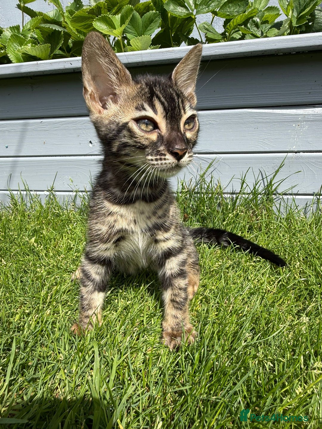 Bengal cats for sale: Bengal Kittens For Sale (Ready To Go - 1 left) - Image 3
