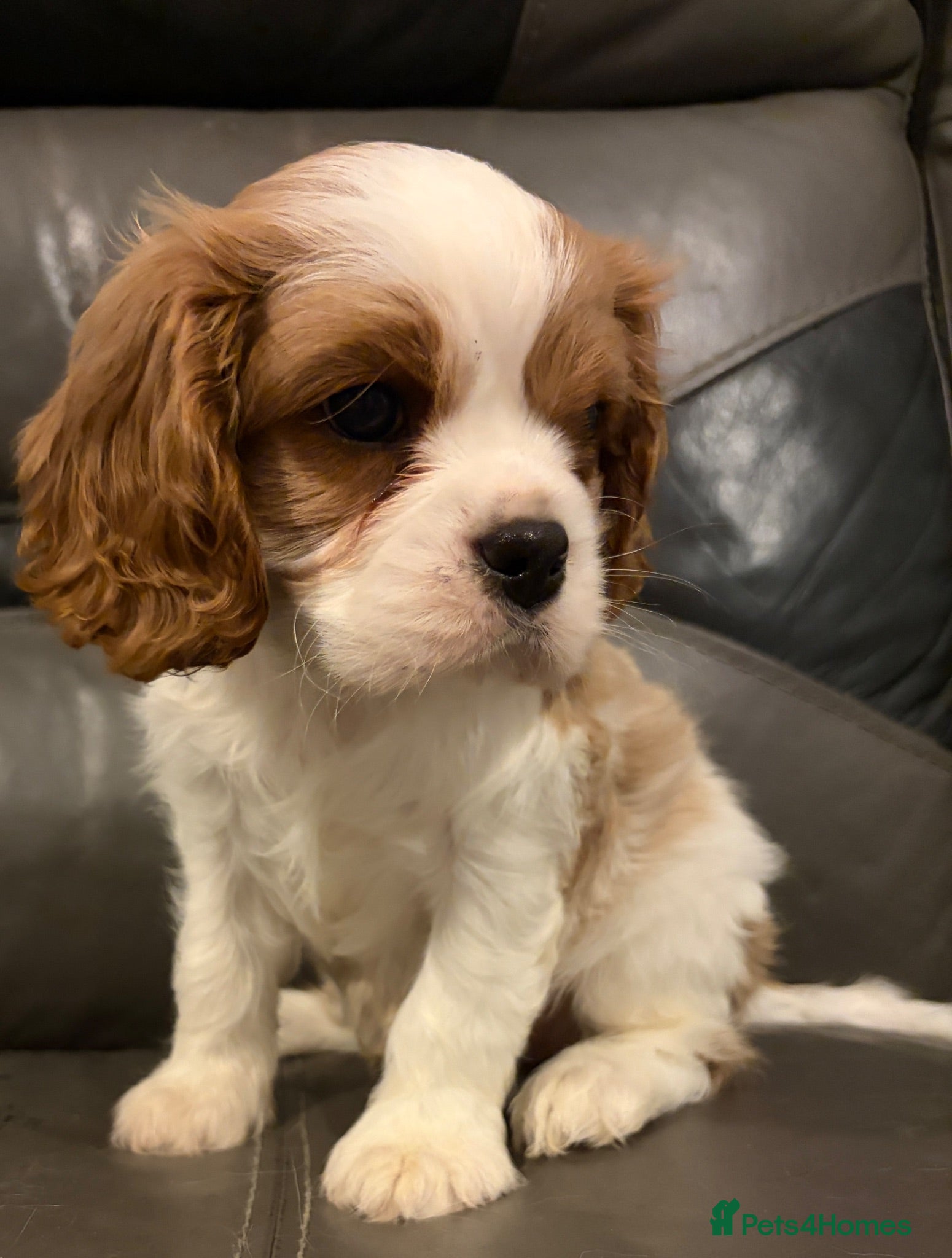 Cavalier King Charles Spaniel dogs One beautiful boy puppy available  - Advert 9