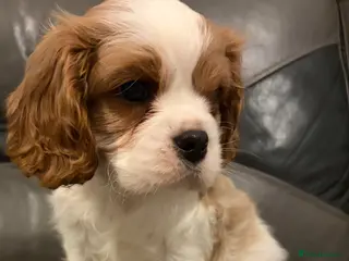 Cavalier King Charles Spaniel dogs One beautiful boy puppy available - Advert 1