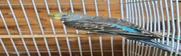 Budgerigars birds for sale: Colourful Budgies Healthy Social and Ready to Fly! - Advert 9