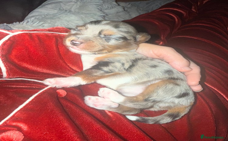 Mixed Breed dogs Stunning Merle chihuahua 2 girls ready 22nd dec - Advert 9