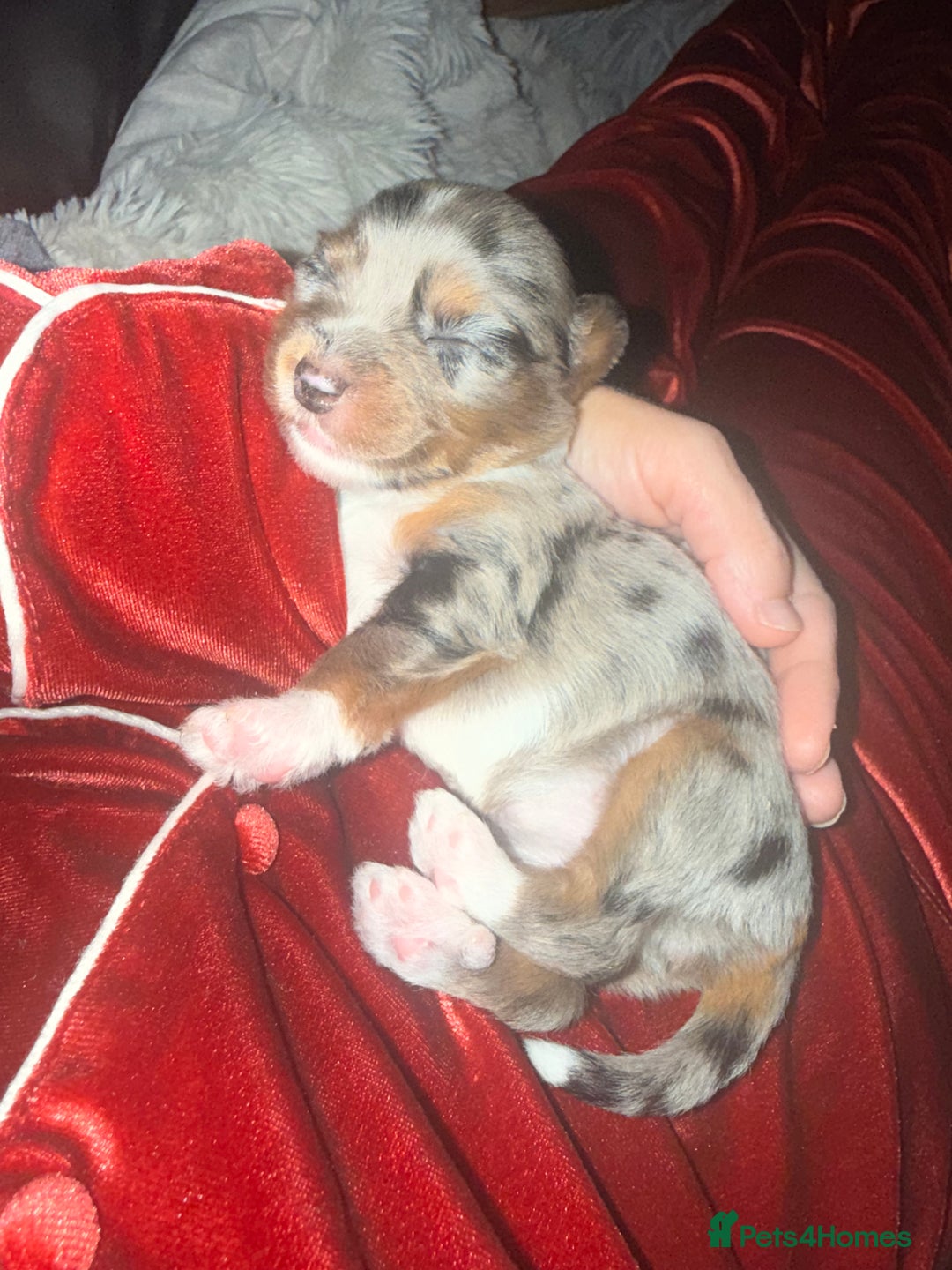 Mixed Breed dogs for sale: Stunning Merle chihuahua 2 girls ready 22nd dec - Advert 1