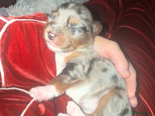 Mixed Breed dogs Stunning Merle chihuahua 2 girls ready 22nd dec - Advert 1