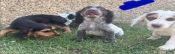 Cocker Spaniel dogs for sale: Cocker spaniel puppies in Llanelli - Advert 13