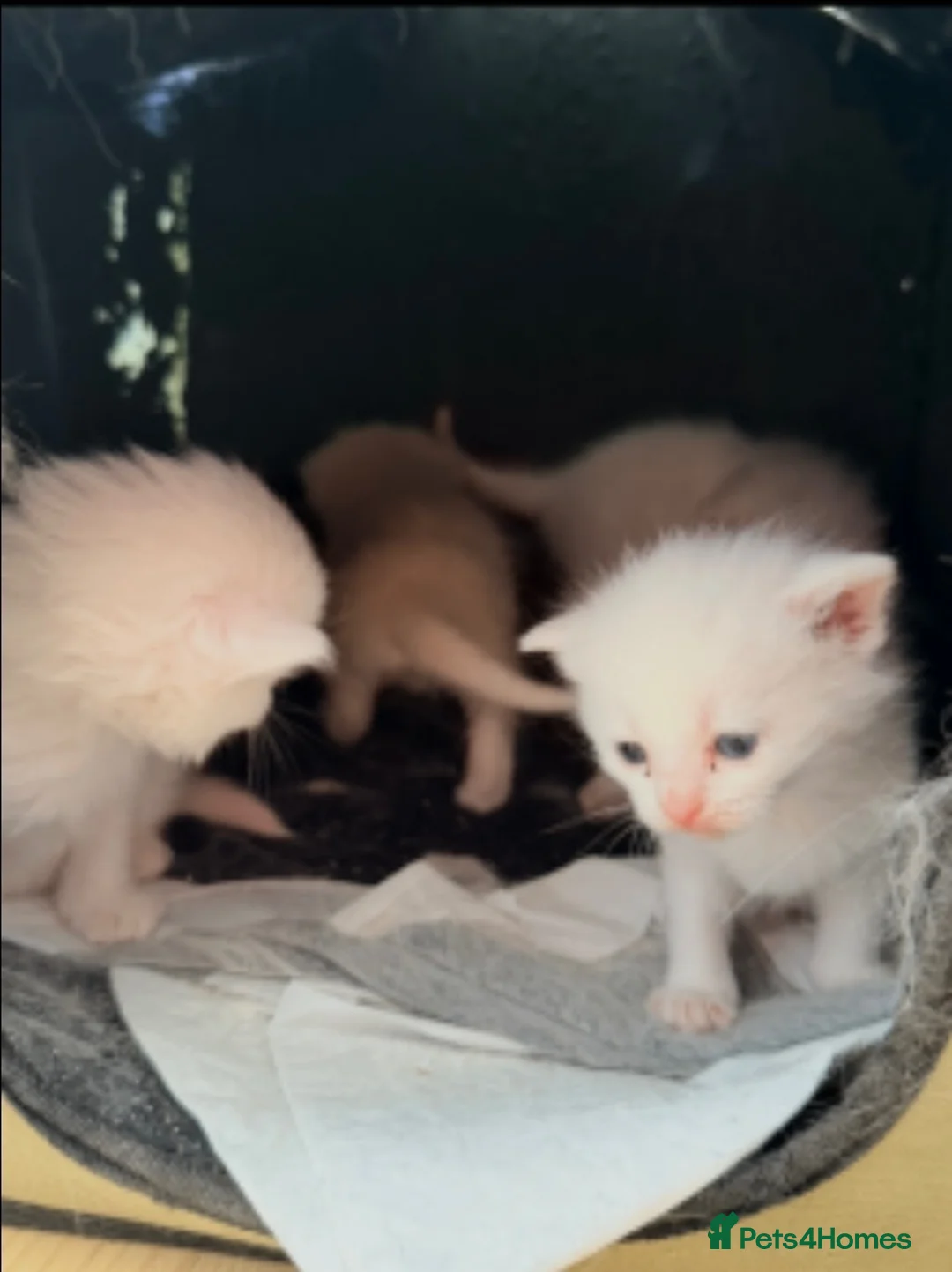 British Shorthair cats for sale: Beutiful kittens with mother  in Stanmore - Advert 2