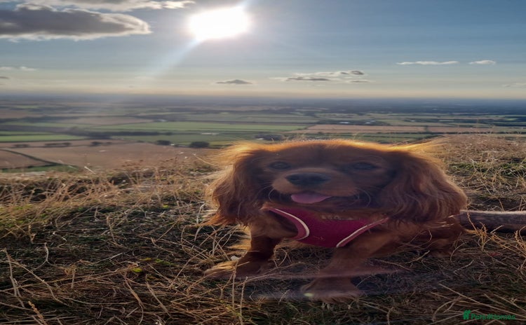 Cavapoo dogs - Advert 1