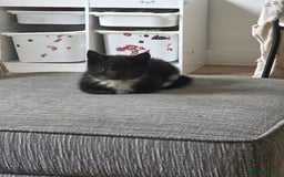 Domestic Shorthair cats for sale: 2 Kittens need a new home  - Image 3