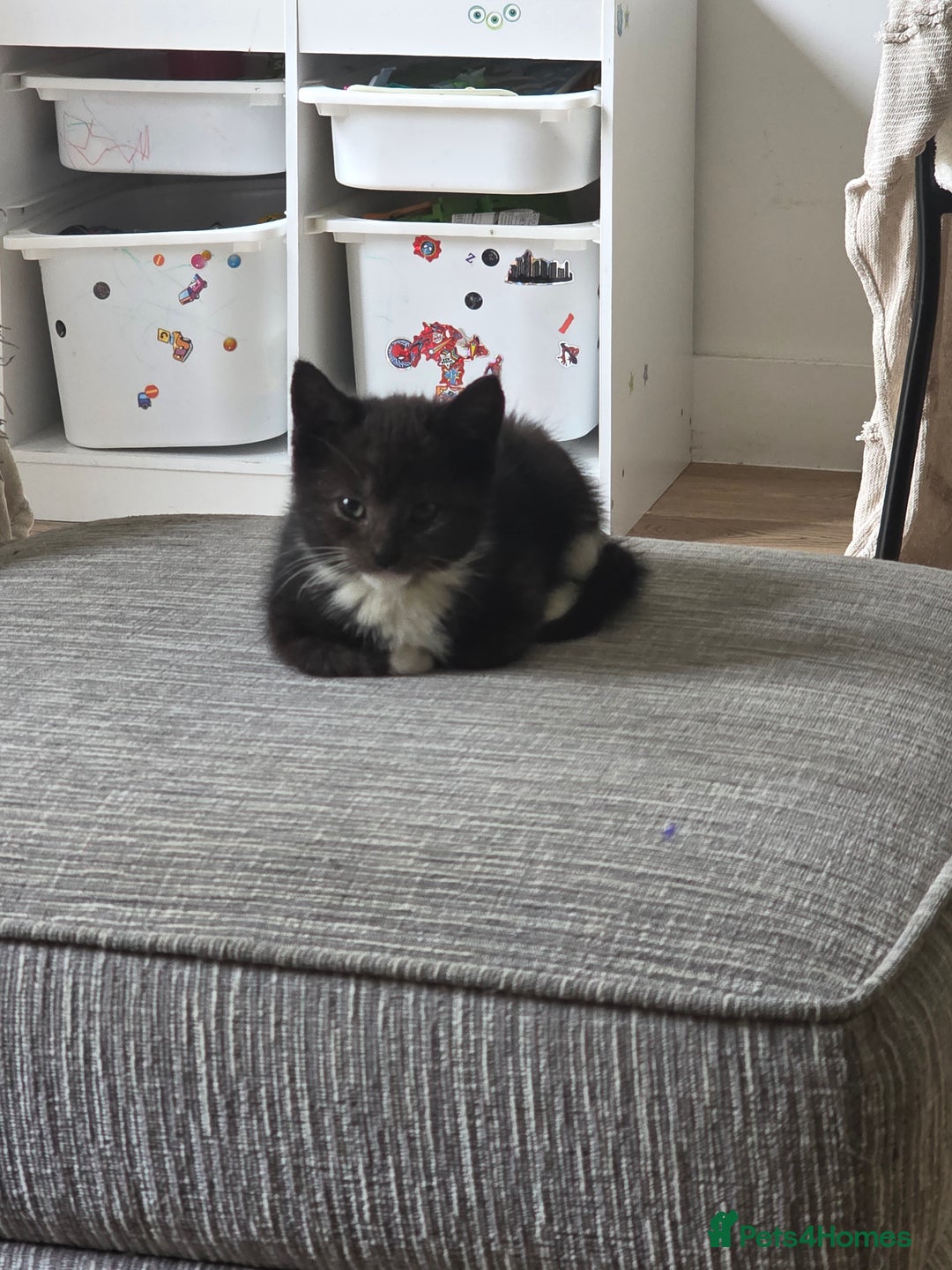 Domestic Shorthair cats for sale: 2 Kittens need a new home  - Image 3