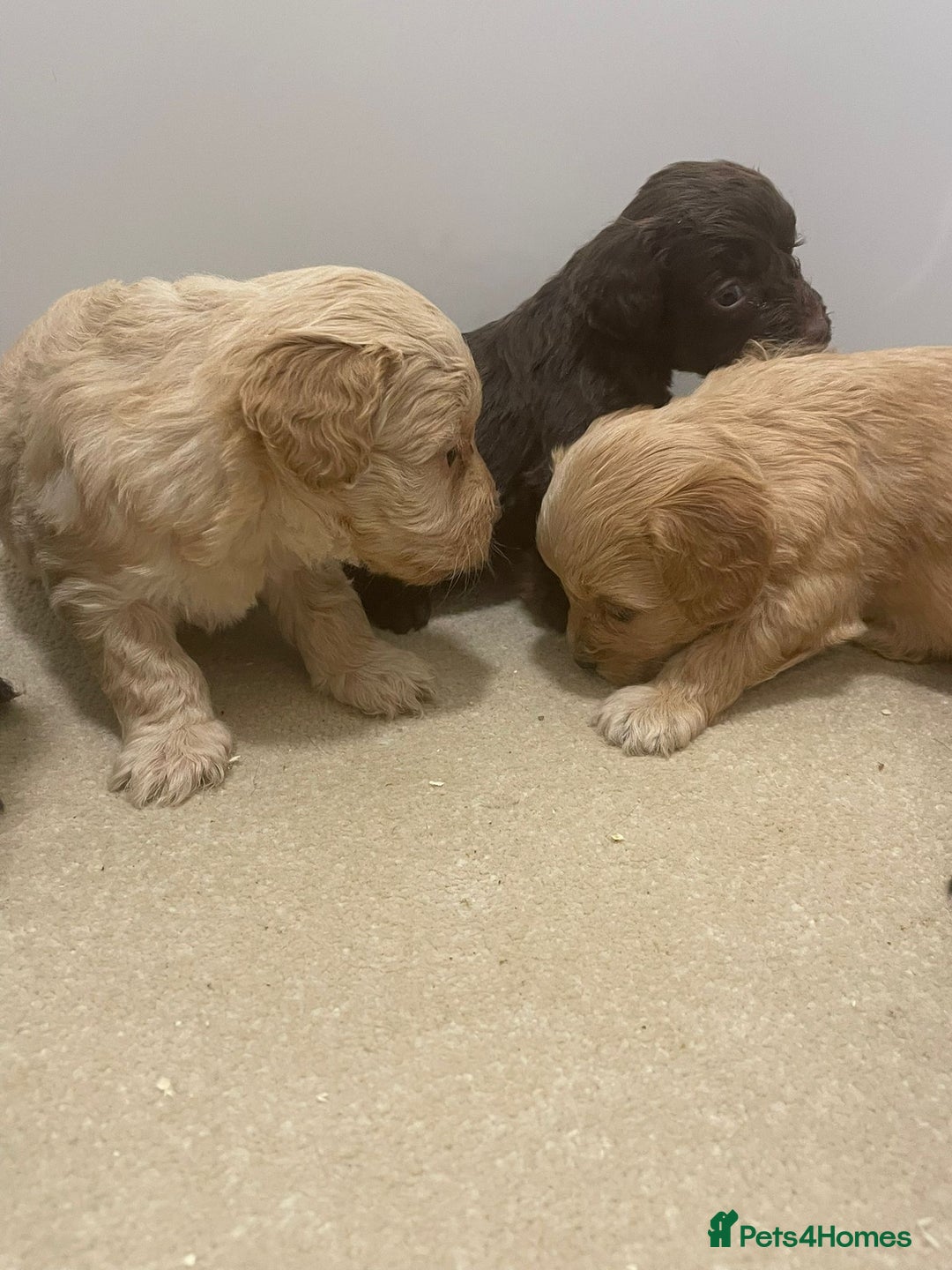 Cockapoo dogs for sale: F1 cockapoo p,a,r tested clear - Advert 33