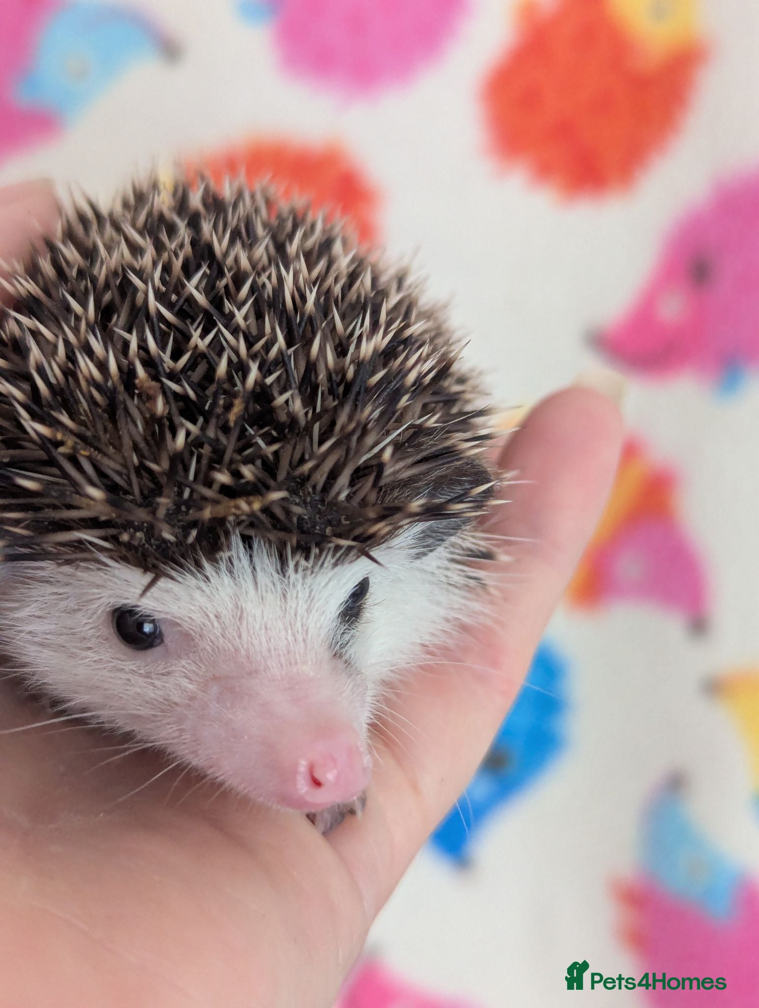 Pygmy Hedgehog rodents Stunning Hoglets Ready Now and to Reserve  - Advert 1