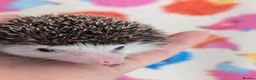Pygmy Hedgehog rodents for sale: Gorgeous Reduced Hoglets available NOW!!!! - Advert 18