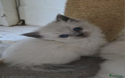 Ragdoll cats for sale: Beautiful ragdoll kittens  - Advert 3