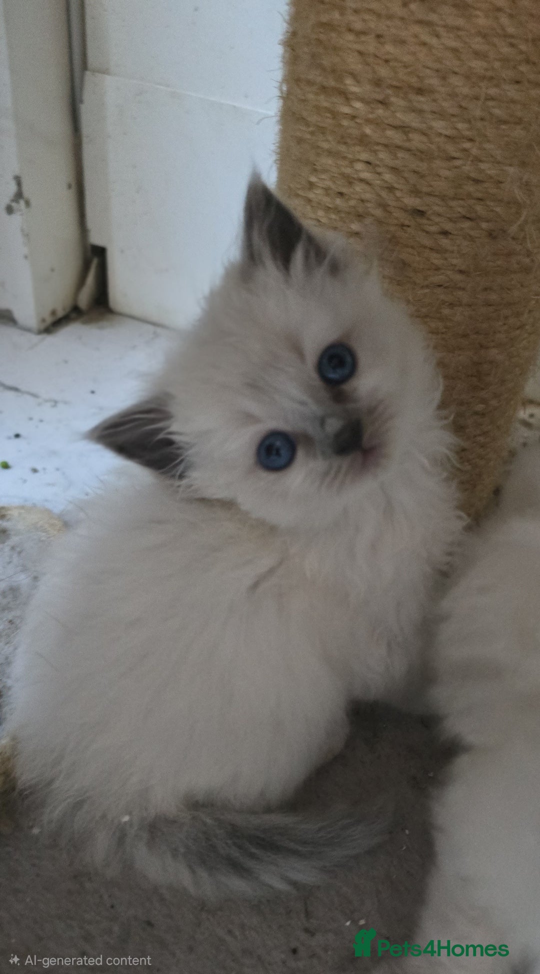 Ragdoll cats for sale: Beautiful ragdoll kittens  - Advert 3