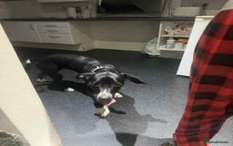 Mixed Breed dogs for sale: Sale  - Image 4