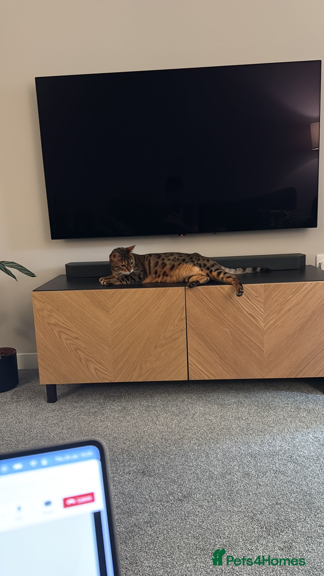 Bengal cats for sale: 4 year old female bengal - Image 4