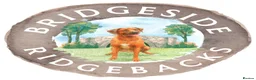 Rhodesian Ridgeback dogs for sale: Rhodesian Ridgeback Puppies European Pedigree - Advert 11