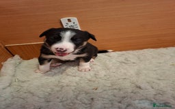 Border Collie dogs for sale: Border collies for sale - Image 14