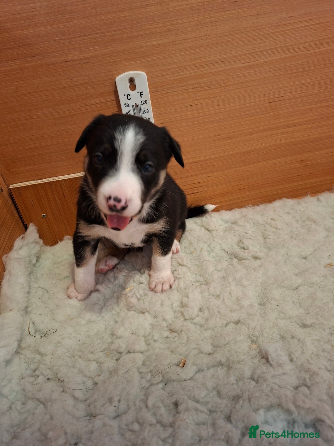 Border Collie dogs for sale: Border collies for sale - Image 14