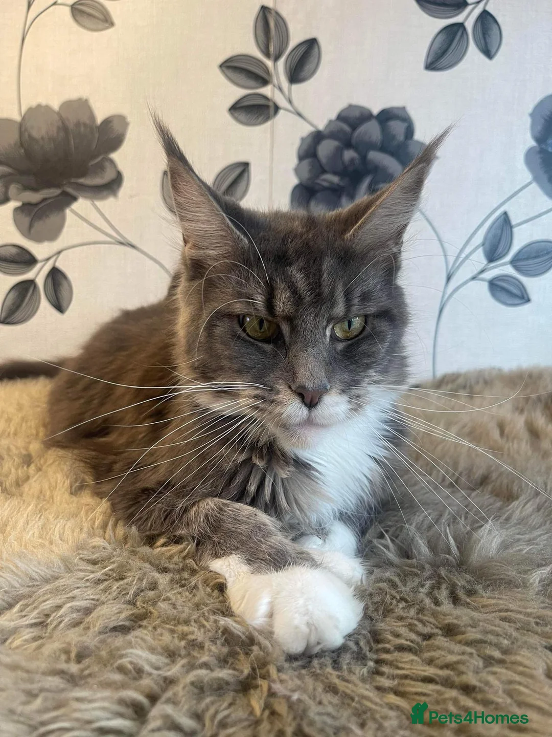 Maine Coon cats for sale: Full Maine Coon for sale - Advert 10