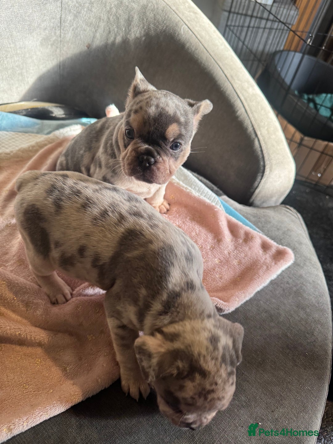 French Bulldog dogs for sale: 🐶 Stunning Merle Lilac Fawn French Bulldogs - Advert 14