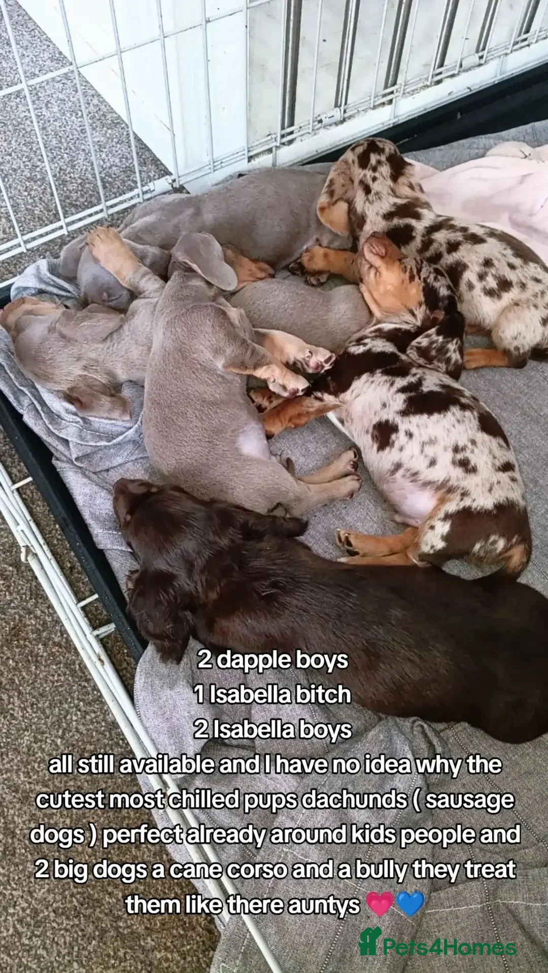 Dachshund dogs for sale: The most adorable daschund  in Liverpool - Advert 2