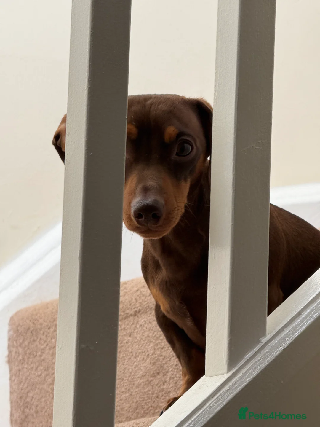 Miniature Dachshund dogs for sale: Miniature smooth haired dachshund  in Welwyn Garden City - Advert 2