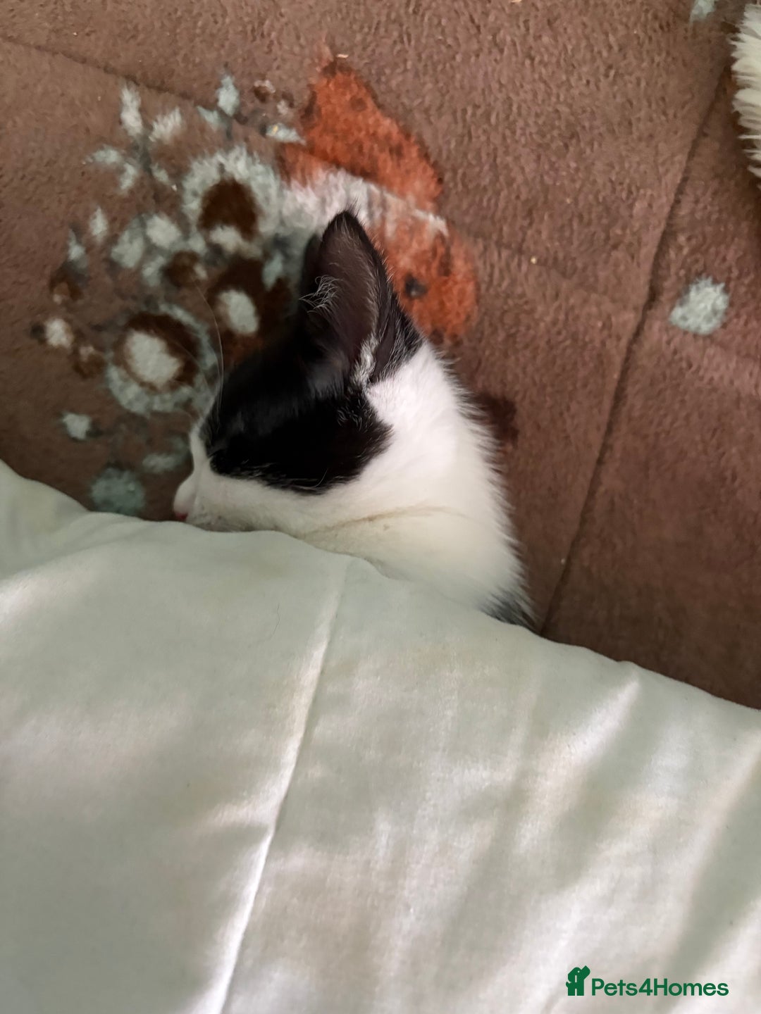 Domestic Shorthair cats for sale: Domestic Shorthairs - 6 Left - Advert 16