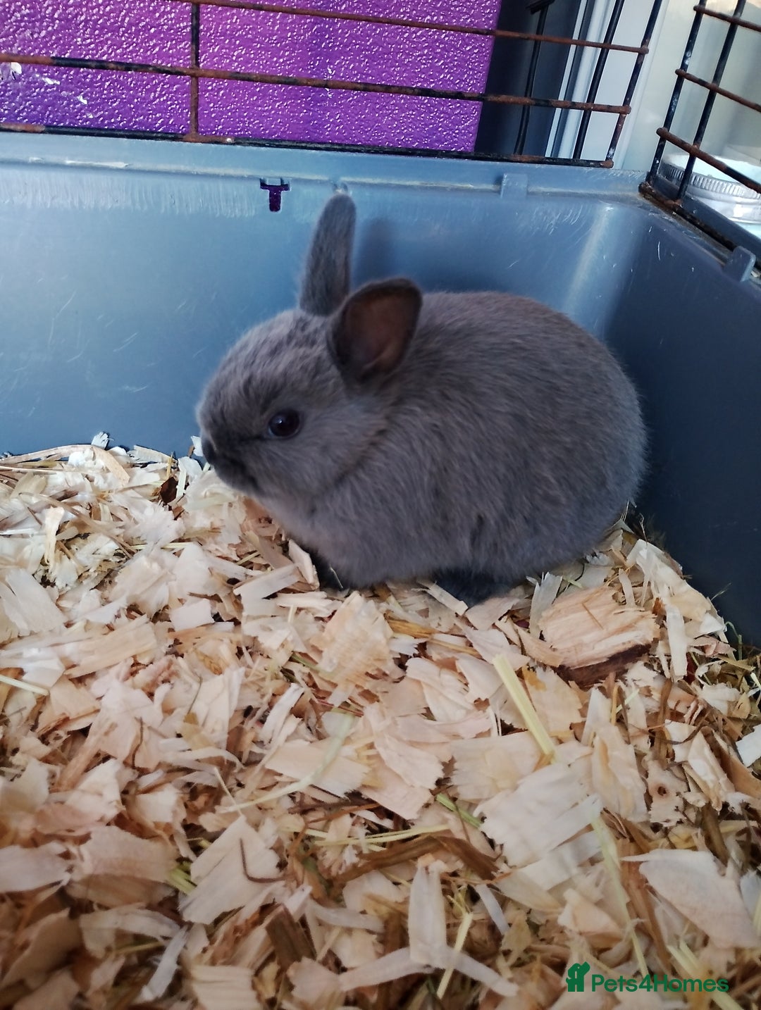 Rex rabbits for sale: Rabbits - Advert 2