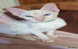 Siamese cats for sale: GCCF Traditional Red and Chocolate Point Saimese  in Darwen - Image 35