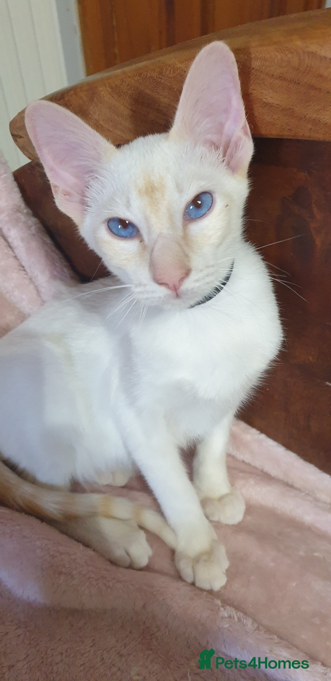 Siamese cats for sale: GCCF Traditional Red and Chocolate Point Saimese  in Darwen - Image 35