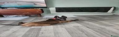 Belgian Shepherd Dog 2