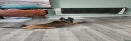 Belgian Shepherd Dog dogs for sale: Roxy  in Harrow - Advert 2