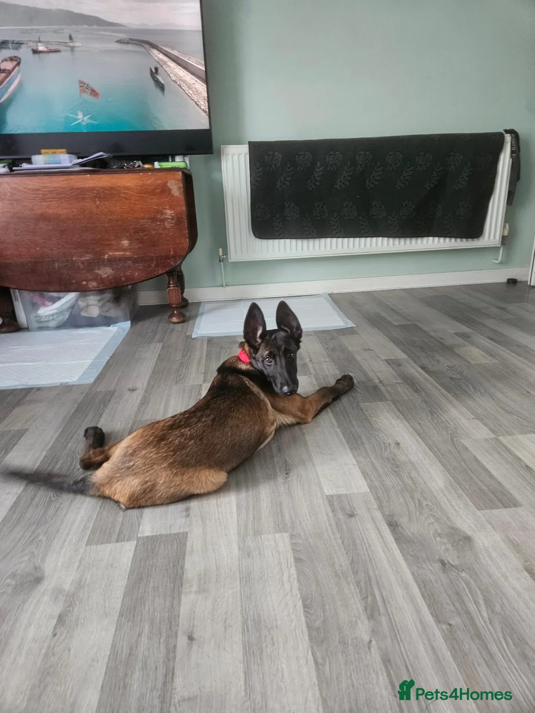 Belgian Shepherd Dog dogs for sale: Roxy  in Harrow - Advert 2