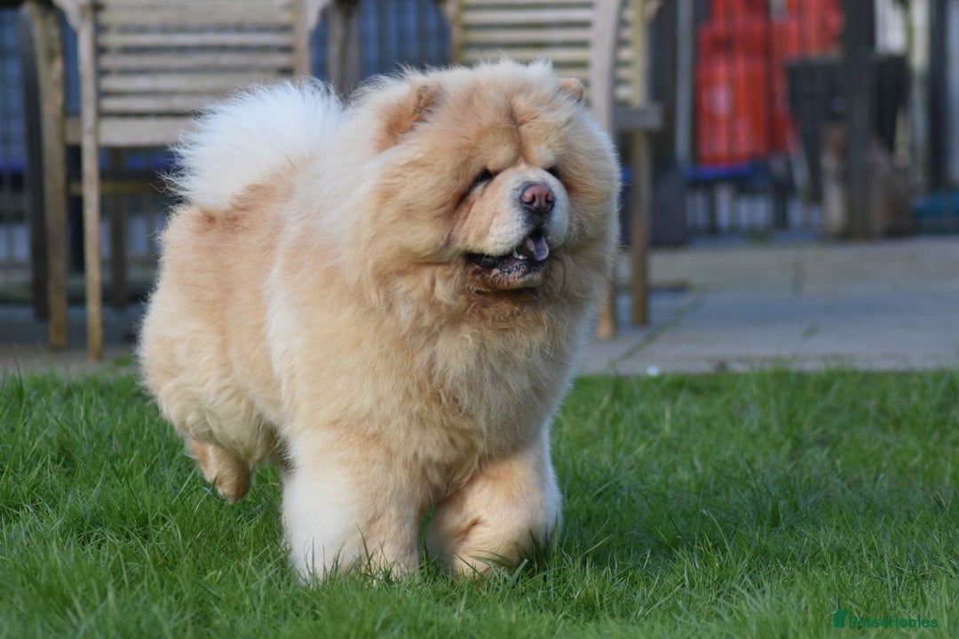 Chow Chow dogs for stud: KC registered Cream Hungarian Import at Stud - Image 5