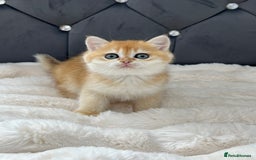 British Shorthair cats for sale: Ready to go Golden BSH Kittens Champ line  in March - Image 14