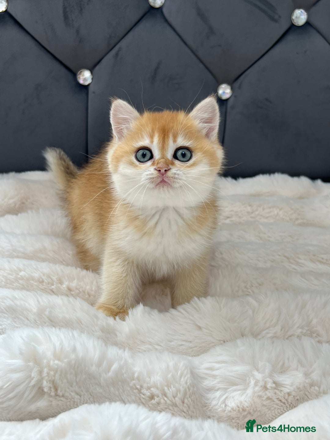 British Shorthair cats for sale: Ready to go Golden BSH Kittens Champ line  in March - Image 14