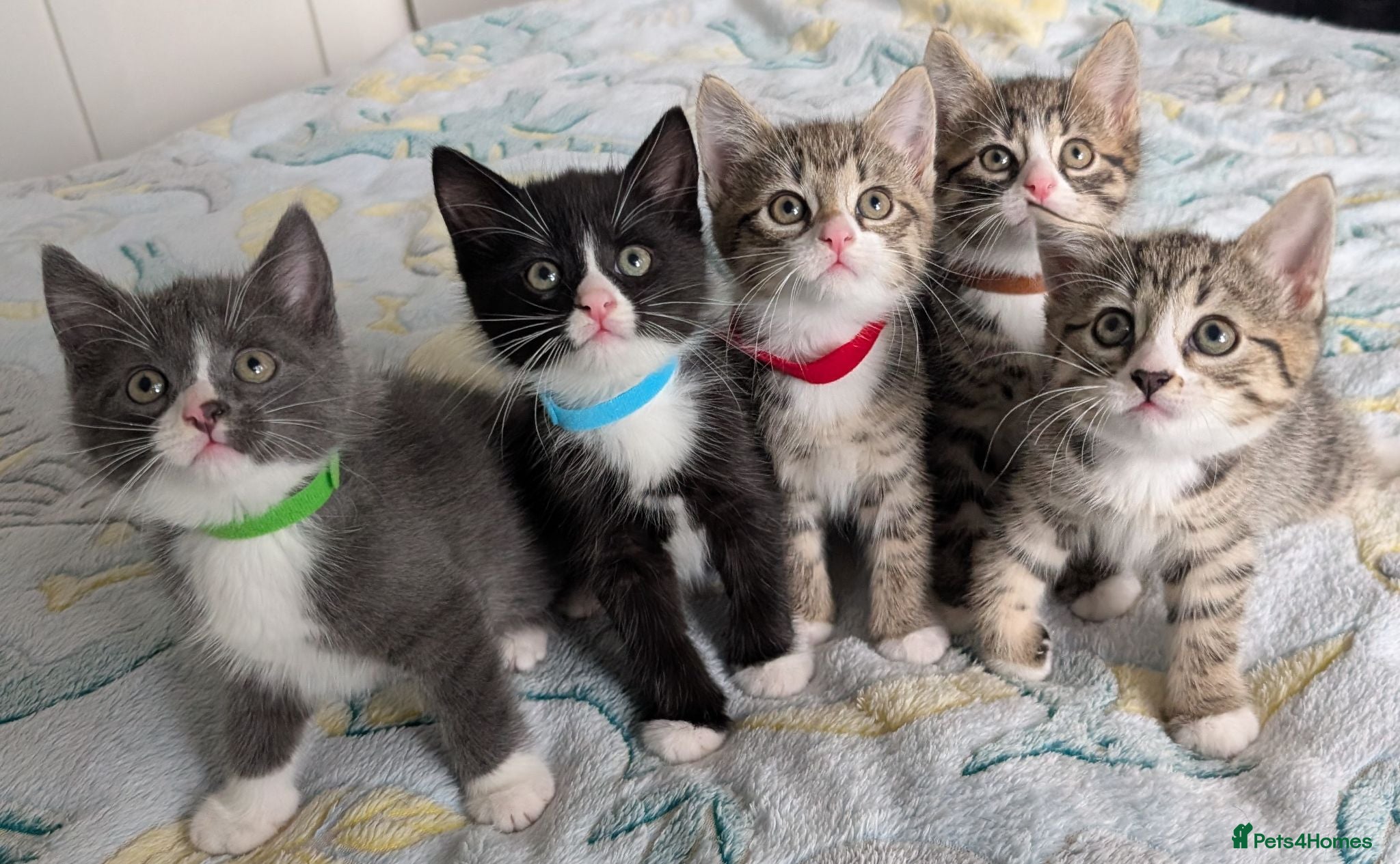 Mixed Breed cats 🐾 Adorable Kittens for Sale! 🐾 - Advert 1
